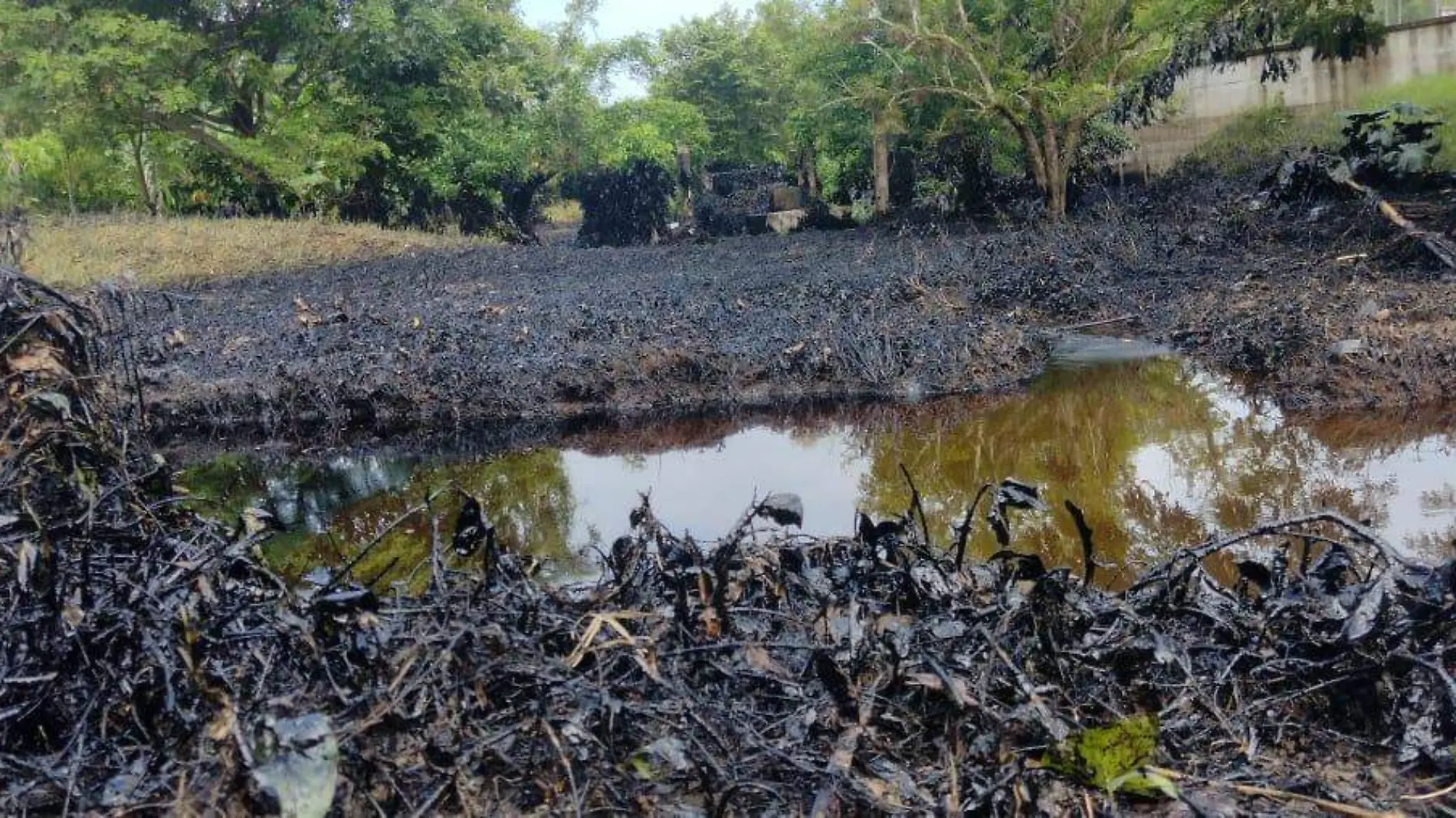 Ecocidio en Papantla tras derrame de hidrocarburo 